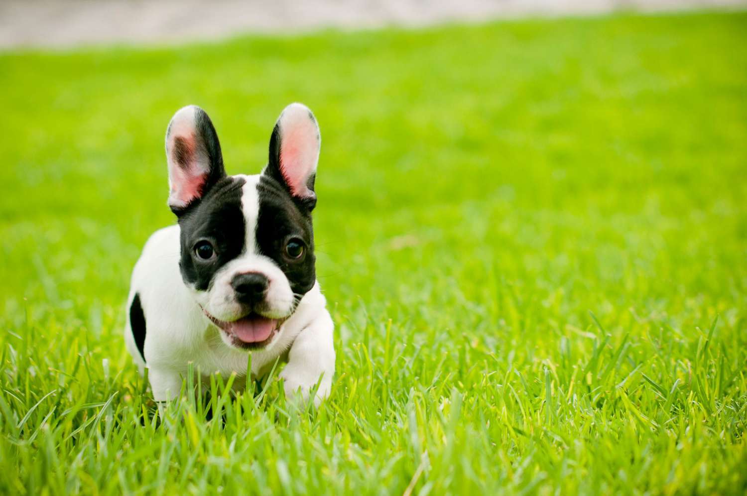 Front Page -Revivalanimal Sales 47